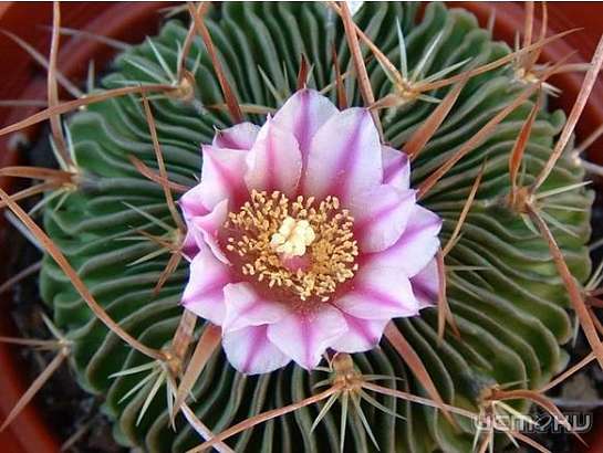 Домашние растения и цветы