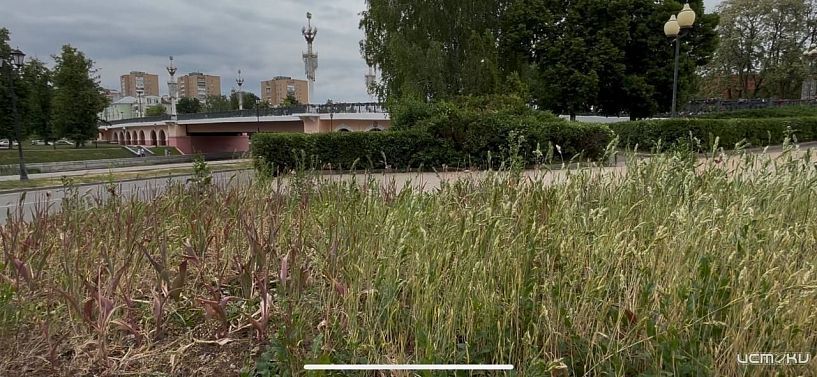 Центр Орла расцвел, но заброшенные клумбы остались