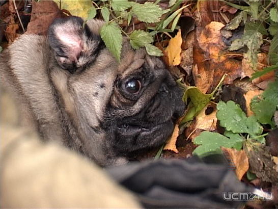 Орловские пожарные спасали из огня собаку! 