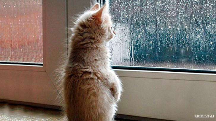 Сегодня в Орле будет дождливо и пасмурно