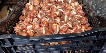 Разворот на Михалицына в Орле украсят 30 тысяч тюльпанов