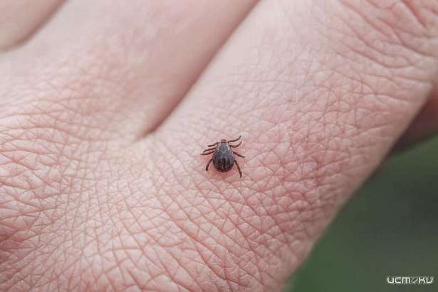 От укусов клещей уже пострадали 45 жителей Орловской области