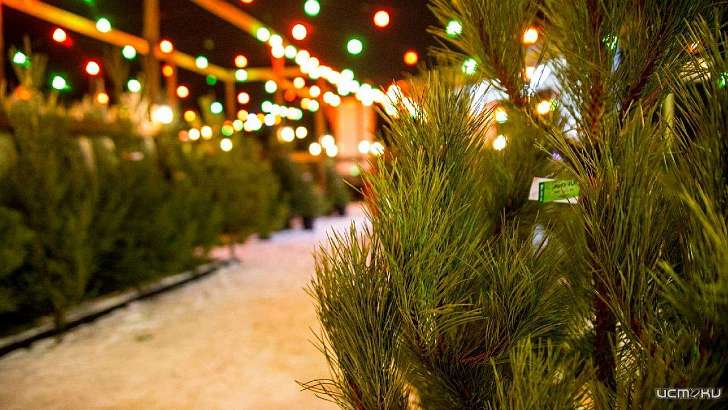 Несмотря на пандемию, на Орловщине будут работать елочные базары