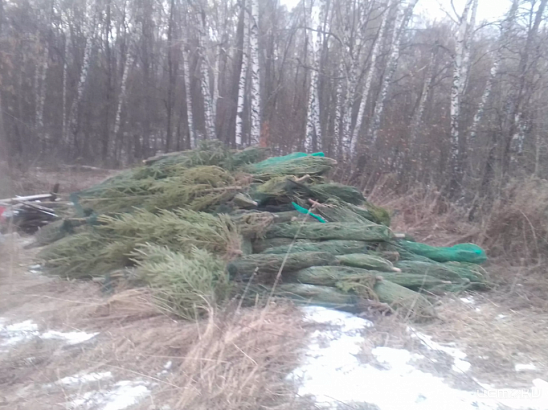 В Орловской области нашли «ёлочное кладбище»