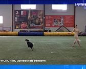 Жилья на Орловщине стало сдаваться заметно меньше