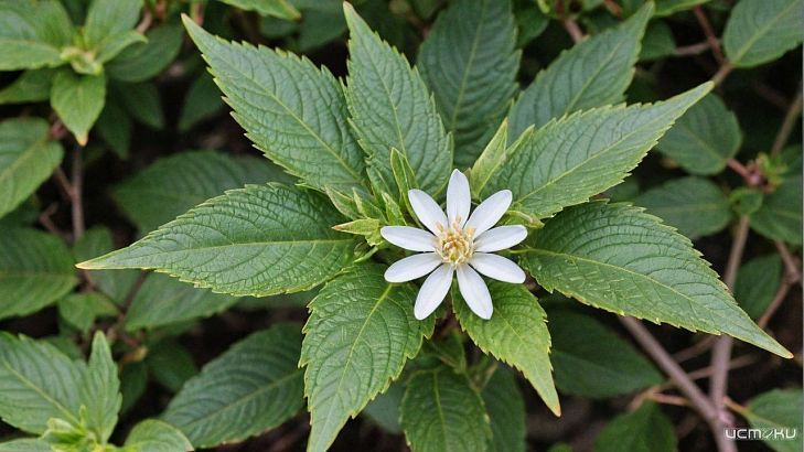 Пенталгин: эффективное средство от боли в Орле