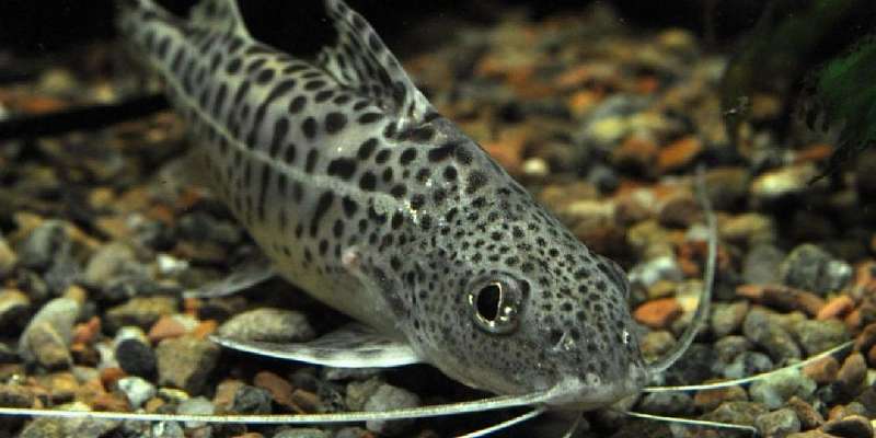 Орловский мошенник «зарабатывал» на любителях аквариумных рыбок