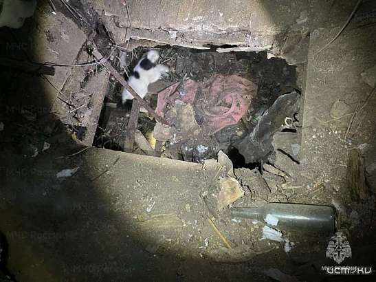 Щенок едва не погиб в заброшенном сарае во Мценске