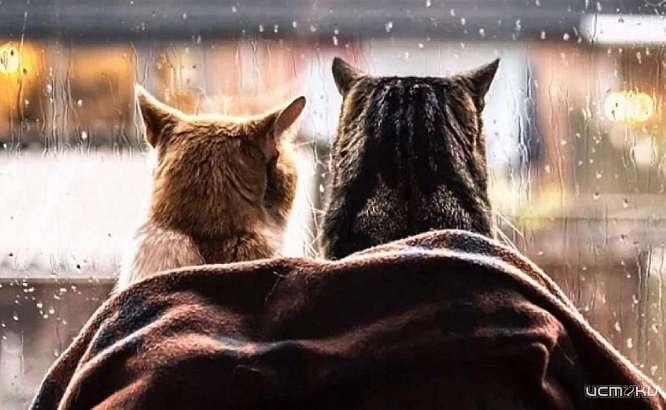 Середина недели в Орле будет теплой, но дождливой