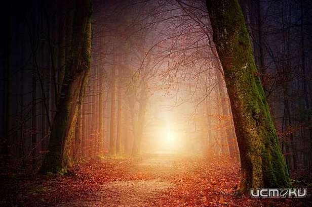 В орловских лесах нашли крупные партии наркотиков