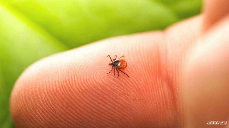 Роспотребнадзор: на Орловщине половина пострадавших от клещей — дети