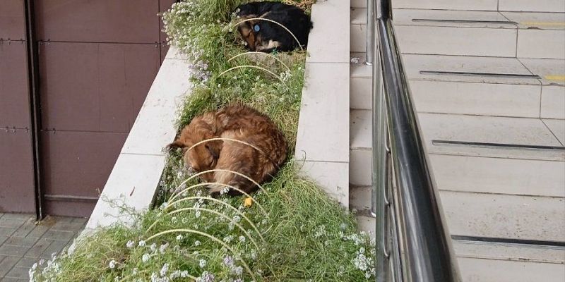 В Орле приют для бездомных животных в этом году не откроют