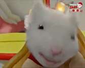 Дед Мороз приходит в каждый дом. А абоненты "Ростелекома" смогут теперь видеть этот волшебный мир не только в Новый год