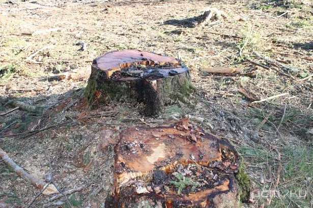 Следственные органы займутся фактами вырубки леса в «Орловском полесье»