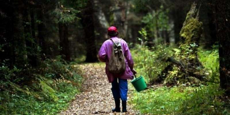 Орловские спасатели рассказали, как выйти из леса