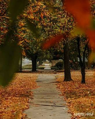 В Орле при благоустройстве двух скверов спилят 11 деревьев