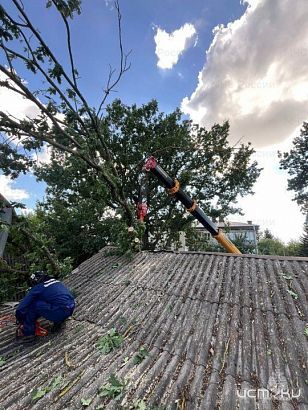 В поселке под Орлом на жилой дом рухнуло дерево
