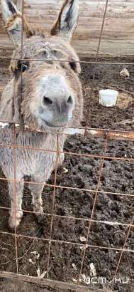 Животные на Знаменской богатырской заставе находятся в плачевном состоянии - жители