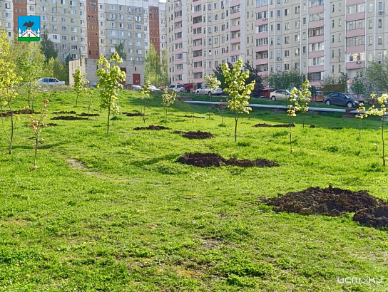 В Орле компенсируют вырубку старых насаждений высадкой новых деревьев  В Орле компенсируют вырубку старых насаждений высадкой новых деревьев