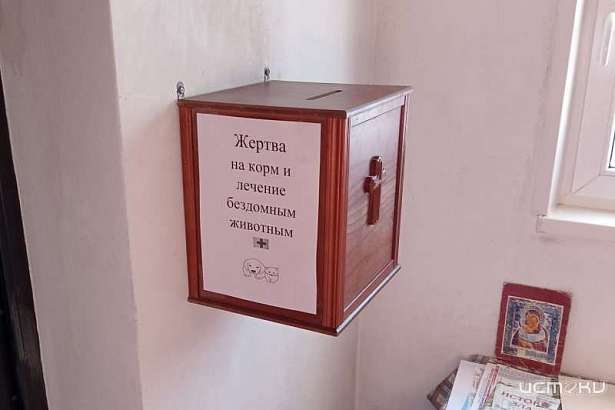 Прихожане орловского храма кормят и лечат бездомных животных