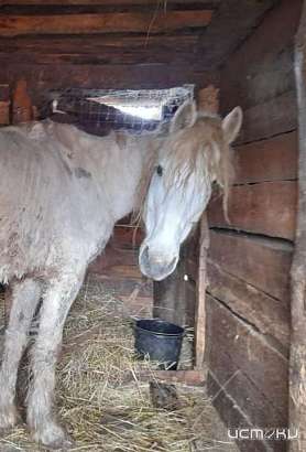 Лошадь-страдалица из села Крутое пришла в норму 