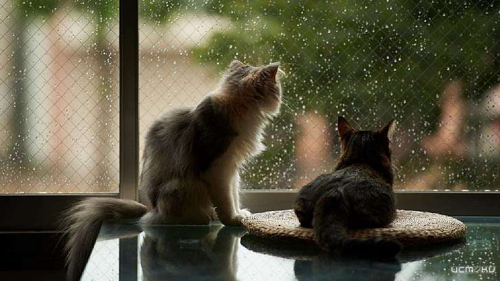 Сегодня за окном у орловчан то дождь, то солнце