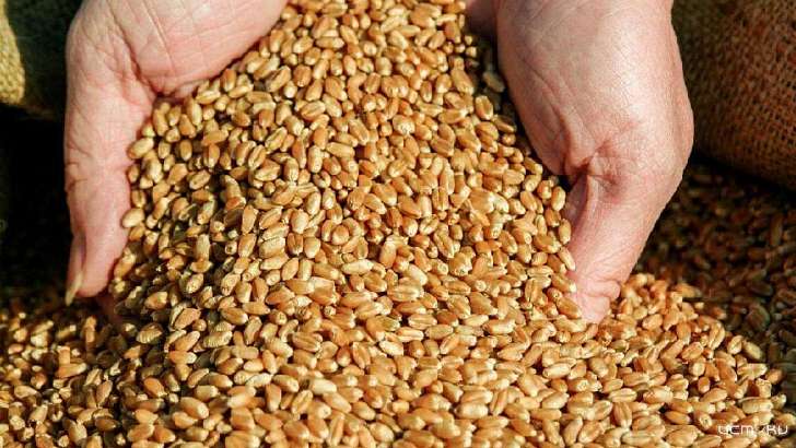 Увез не туда: на Орловщине водитель получил четверть миллиона за чужое зерно