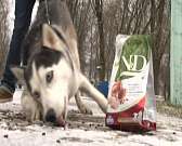 Как во Мценске живется вместе хаски Грею и семье Бородиных