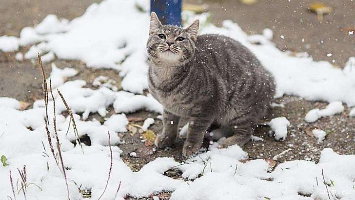 Сегодня в Орле синоптики ожидают небольшой снег
