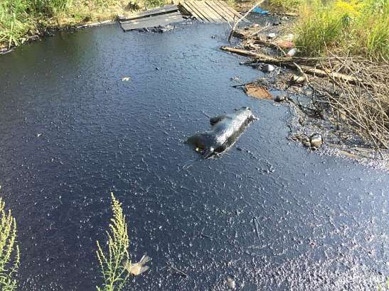 В Орле полиция проверит массовую гибель собак в котловане со смолой