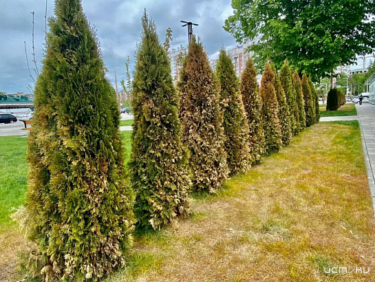 На обновленной пл. Жукова в Орле вандалы отравили 40 туй