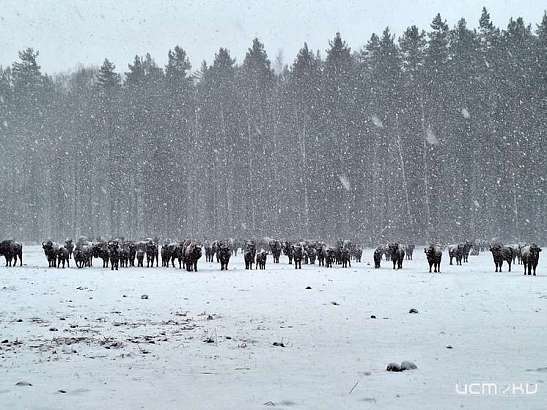 В Орловском полесье популяция зубров выросла до 723 особей