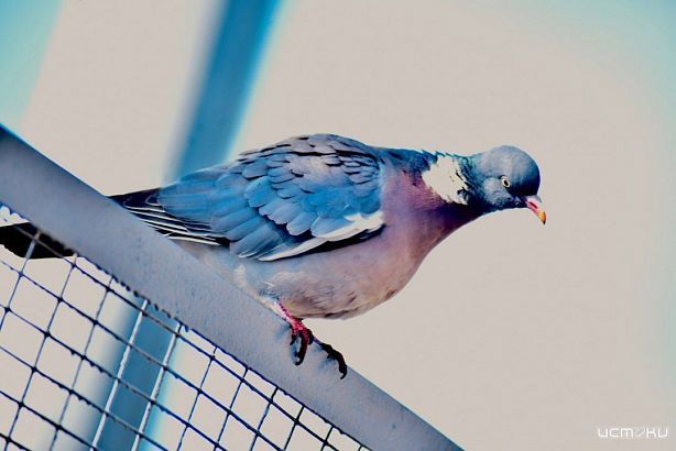 В Орле снова замечен самый благородный голубь! 