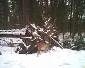 В Полесье живут рыси и их котята