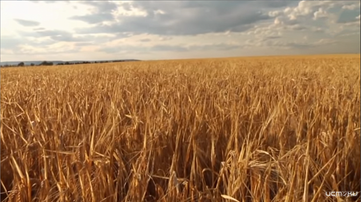 Какие бывают инсектициды для ячменя