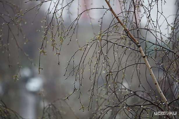 8 марта в Орле будет тёплым и дождливым 