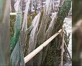 В Орле будут работать почти 30 елочных базаров, а эксперты оценили протестную активность в нашем регионе. Новости за 90 секунд