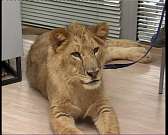 Новости за 90 секунд: Орловский перинатальный центр реорганизуют, дело обвиняемого в убийстве студентки отправлено в суд, а накануне медиахолдинг встр...