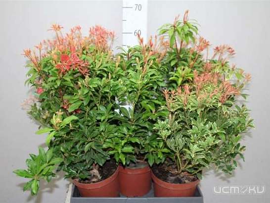 Цветы лучше покупать оптом 