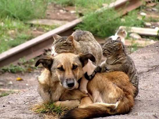 В Орловской области займутся отловом бездомных собак и кошек