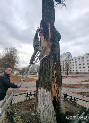 Федеральный эксперт рассчитывает на спасение орловского дуба-старожилы