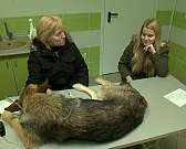 Новости за 90 секунд: в городе появится еще 20 при