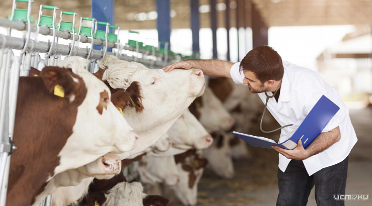 Молодые орловские ветеринары будут получать выплаты из областного бюджета при трудоустройстве по специальности