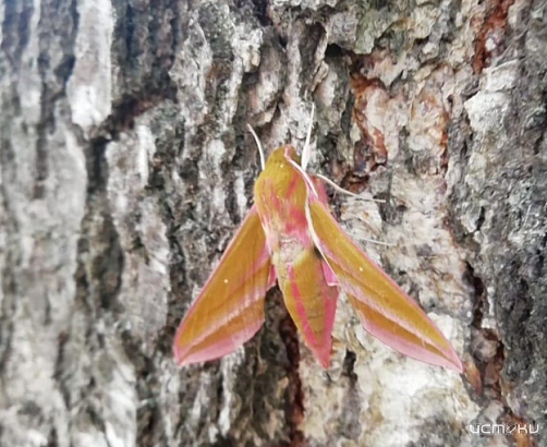 В Ливенском лесничестве заметили бабочку, которая редко встречается в наших широтах