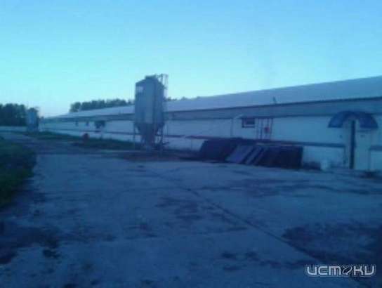 При пожаре свинофермы во Мценском районе погибло более 800 свиноматок и более 8,5 тысяч поросят