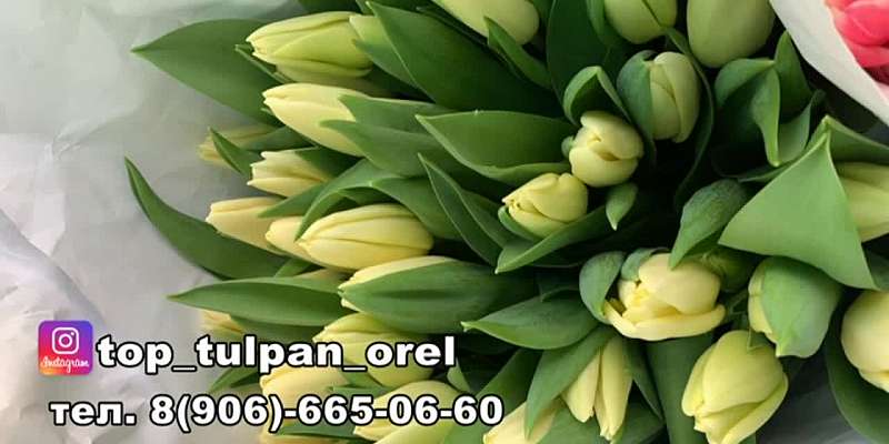 Top tulpan Orel ведет предзаказ на доставку и упаковку тюльпанов