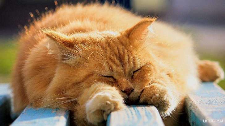 Погода бьет рекорды: сегодня в Орле будет тепло и без осадков