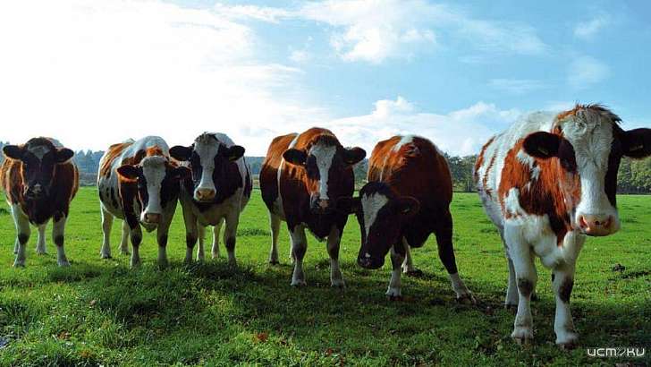 На Орловщине задумали впервые провести сельскохозяйственную микроперепись