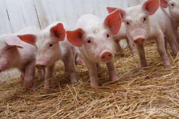 В Колпнянском районе отменят карантин по АЧС