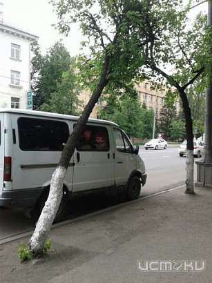 Спилить нельзя побелить: в Орле некому убрать аварийное дерево